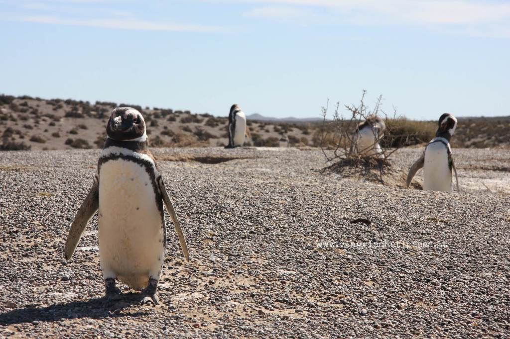 Pinguini alla Riserva Naturale Punta Tombo