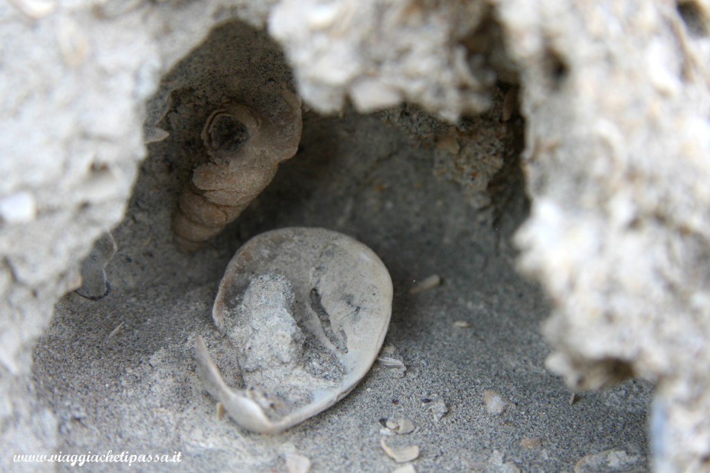 fossili puerto madryn