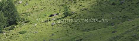 Valle Aurina per bambini : trekking sulla neve Casere-Masi Pratmann 